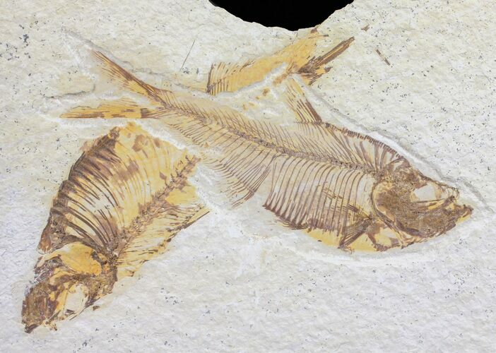 Bargain, Diplomystus Fossil Fish - Wyoming #58618